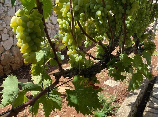 Sirius Appartement Silba